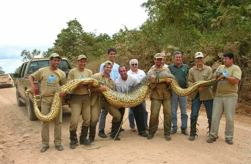 big_snake.webp