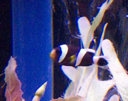 black clown 2.webp