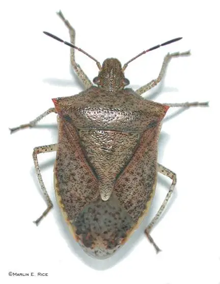 brown_stink_bug_adult.webp