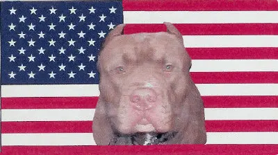 bulldog.webp