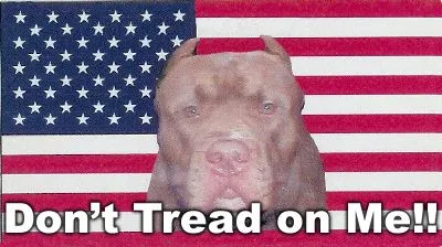 bulldog.webp