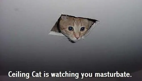 ceilingcat.webp