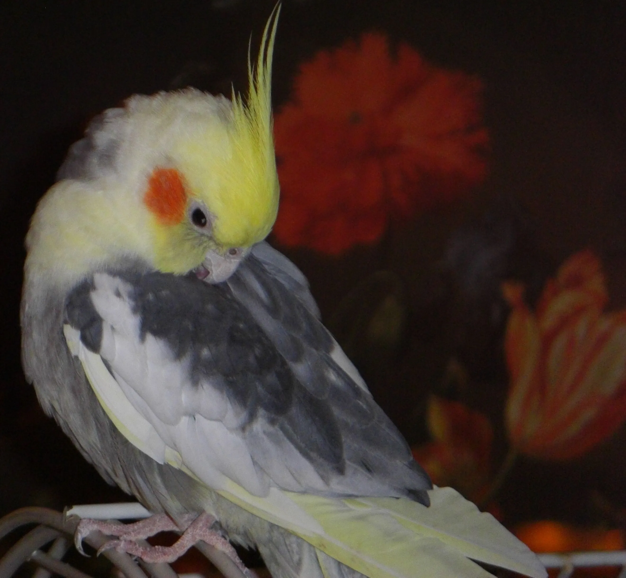CIMG2793a.webp