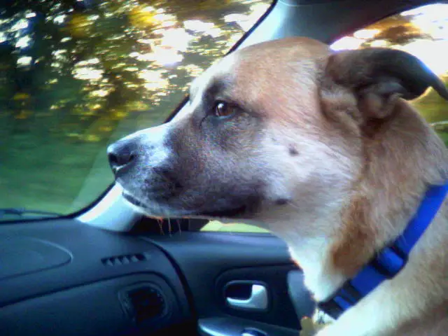 Co-Pilot.webp