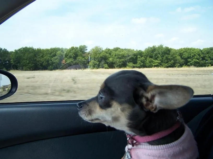 dog cruisin'.jpg