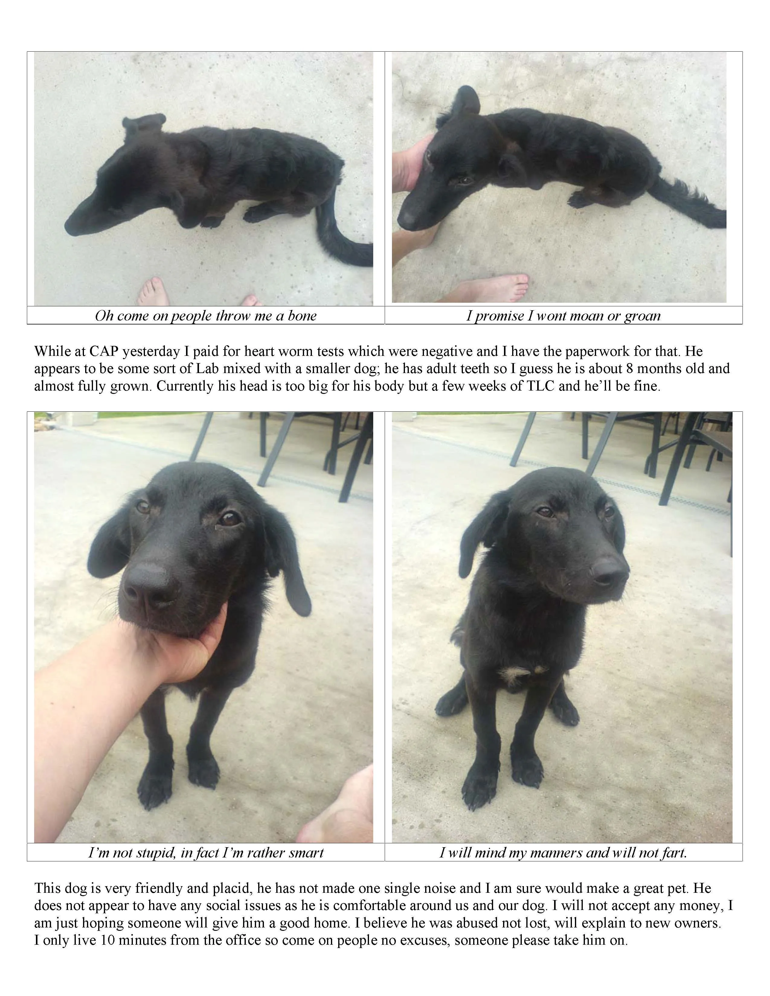 Dog currently between homes1.webp