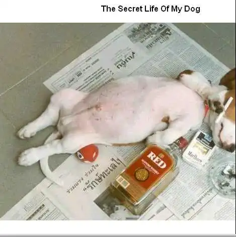 doggie.webp