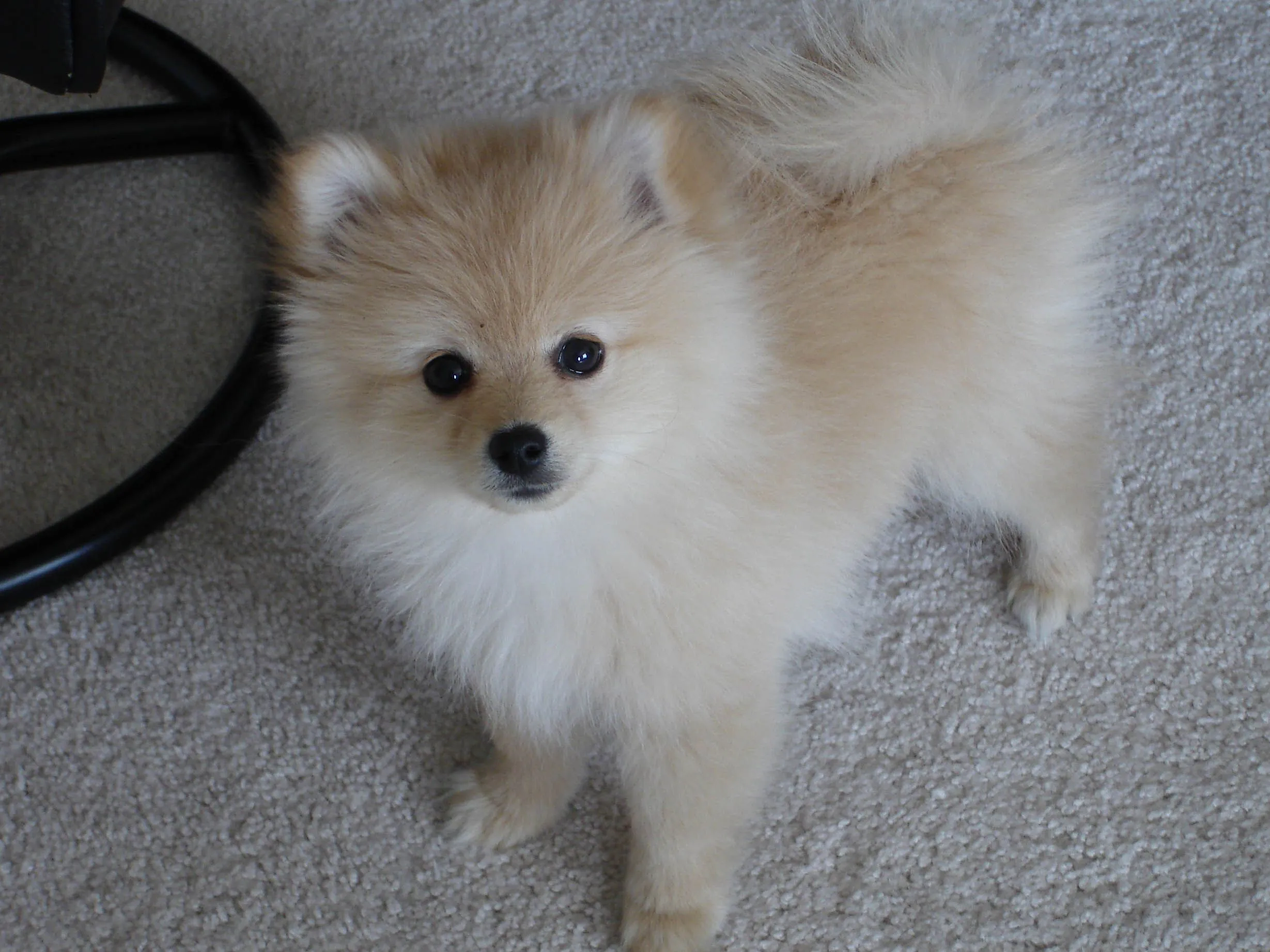 DSC00003.webp