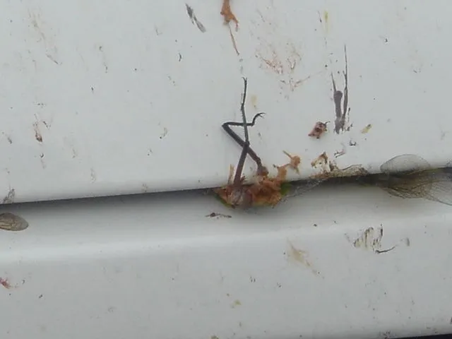 DSC00432.webp