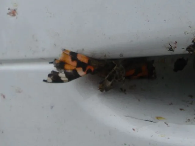 DSC00434.webp
