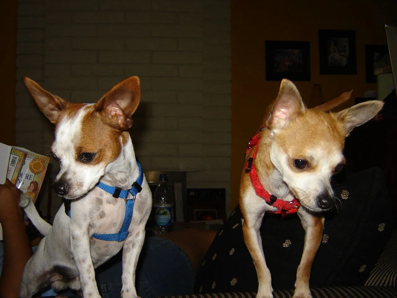 DSC00546.webp