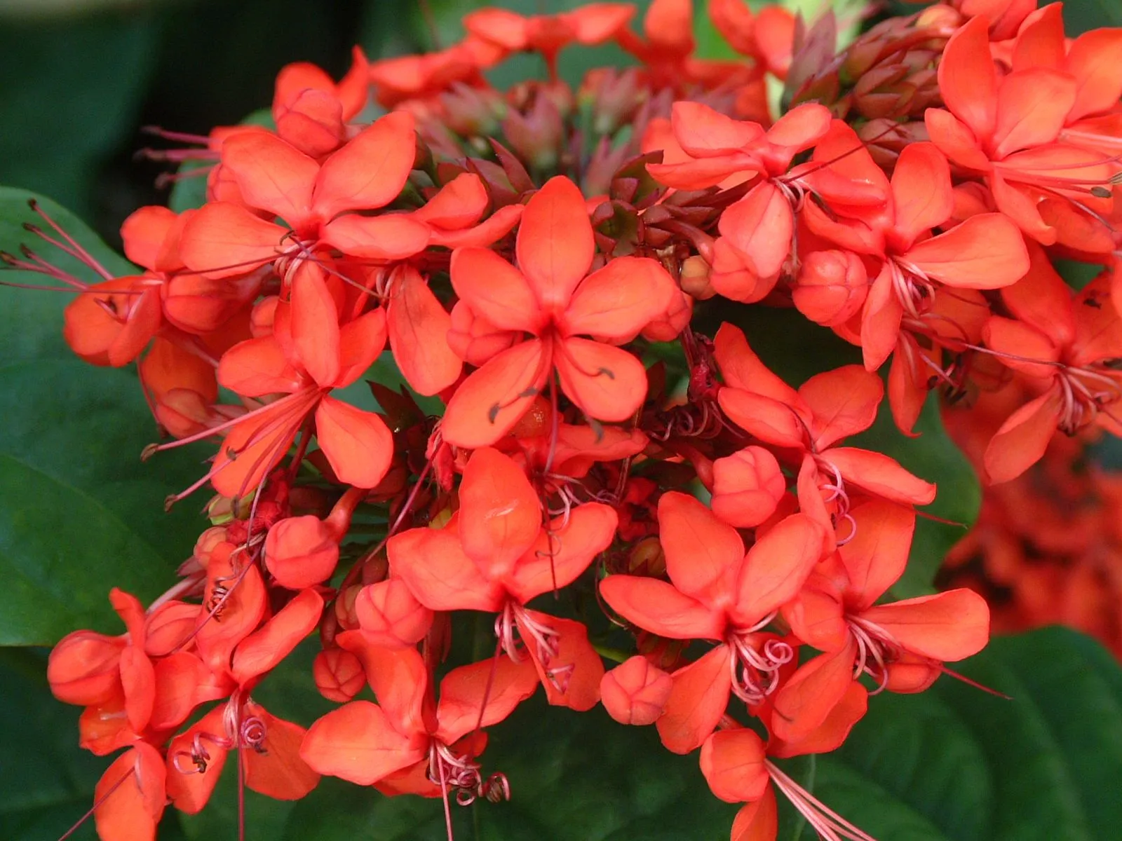 DSCF0132.webp