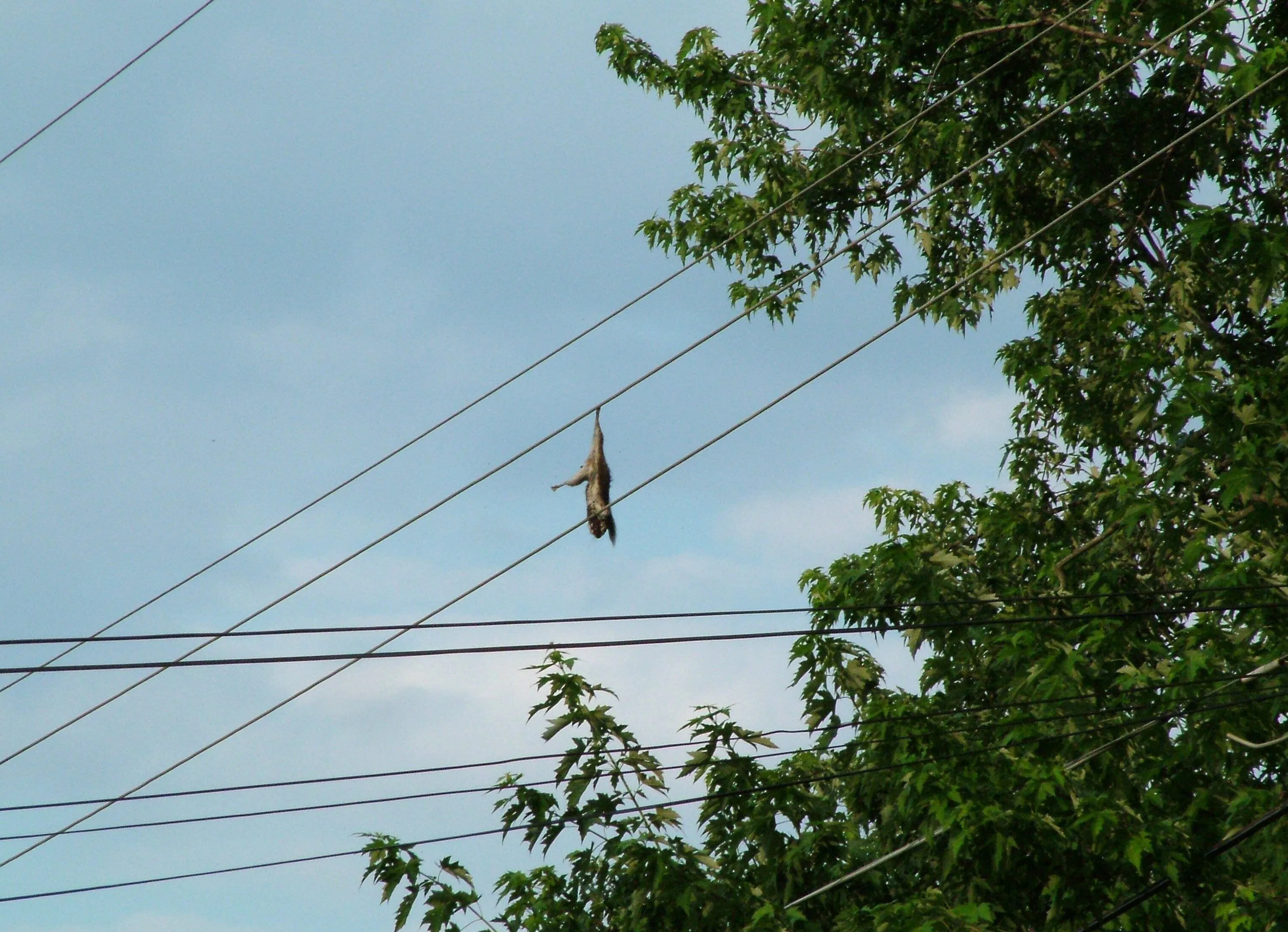 DSCF1933.webp