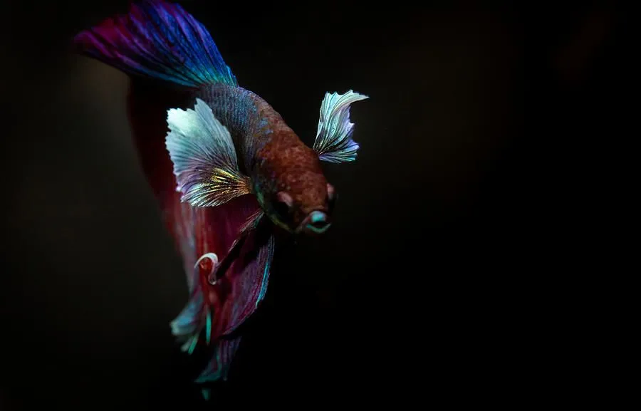 elephant-ear-betta.webp