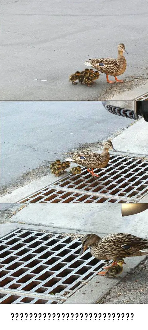 ente1.webp