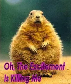 excitement fat squirrel.jpg
