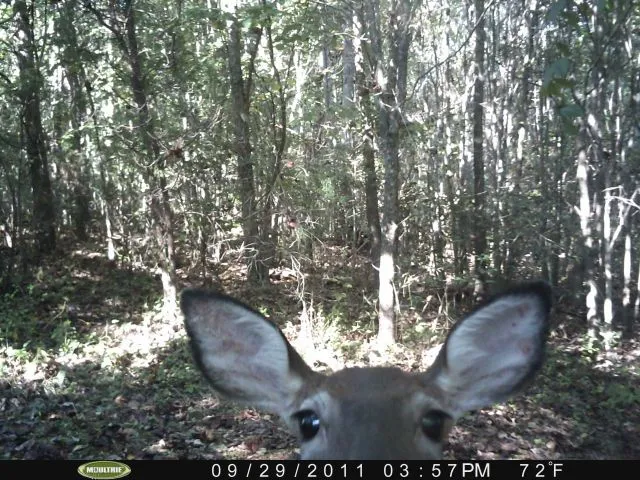 Fawn Garme Cam.webp
