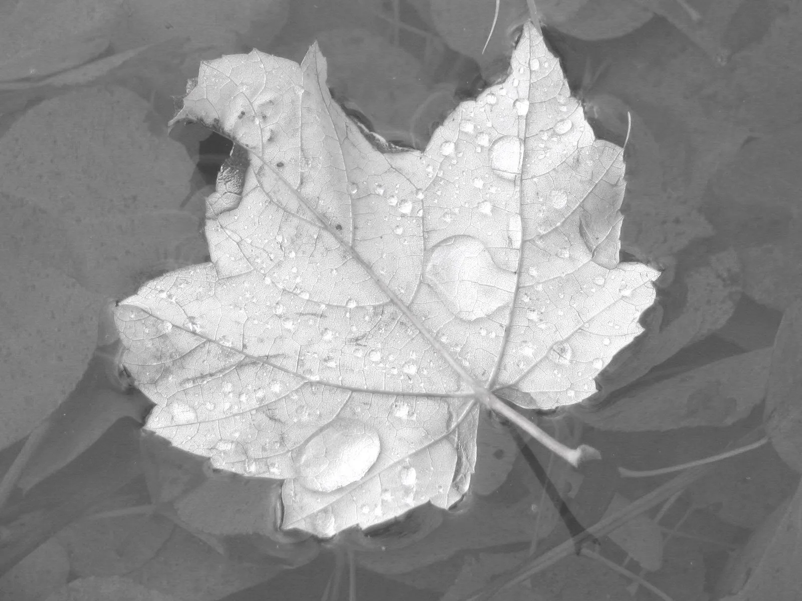 Feuille sur eau b&w.webp