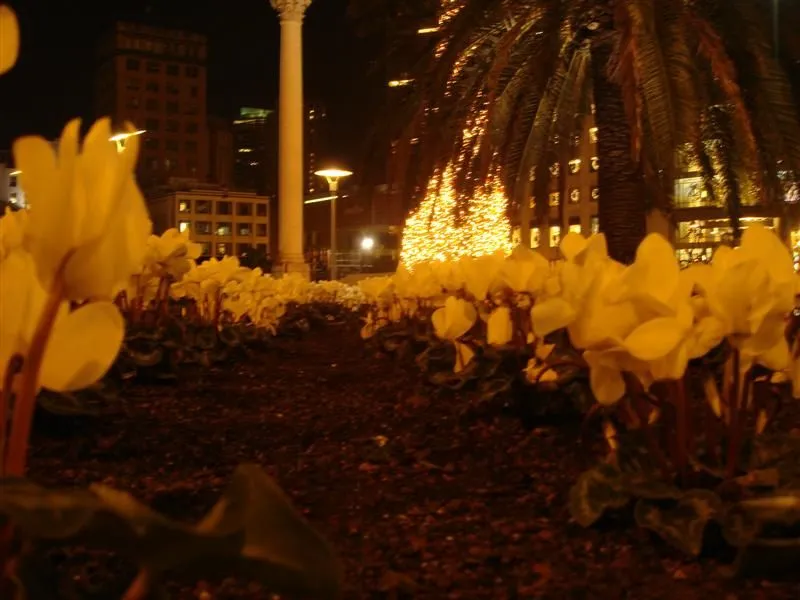 flowers.webp