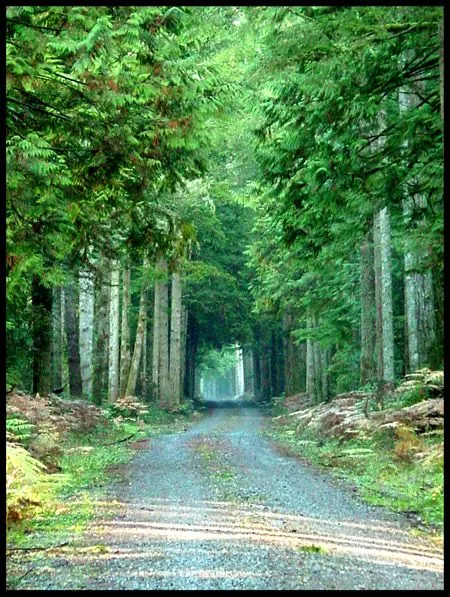 forest_2_450px.webp