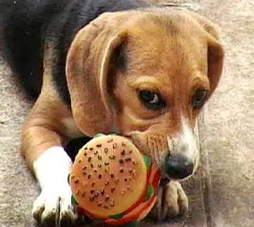 frank-toy.webp