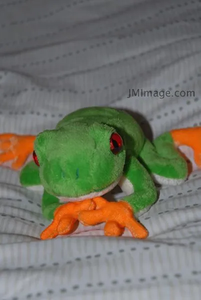 frog.webp