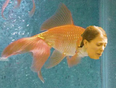 goldfish1.webp