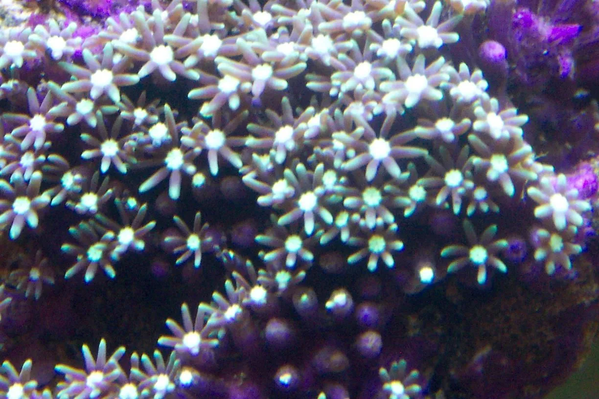 green star polyps.webp