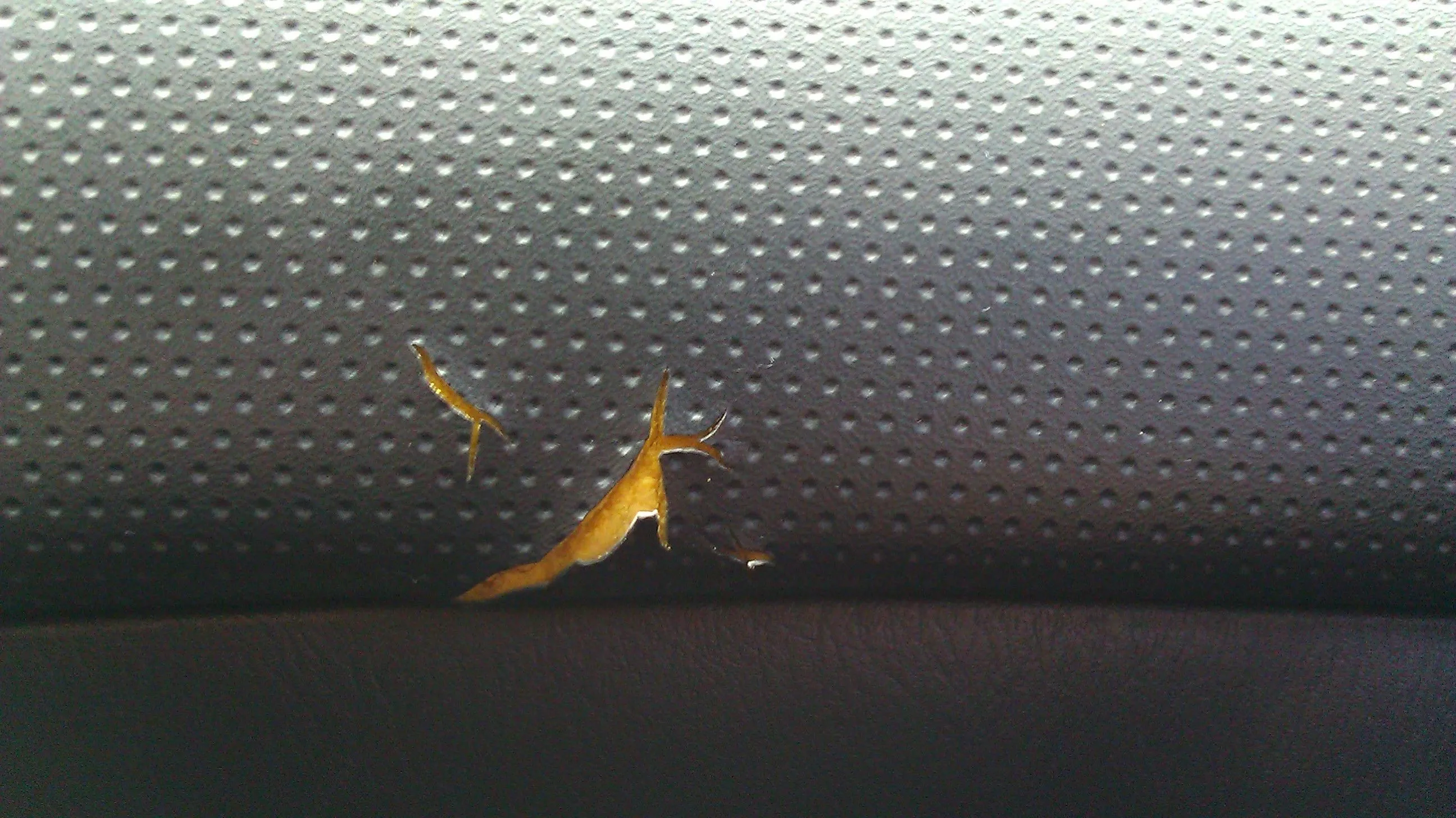IMAG0036.jpg