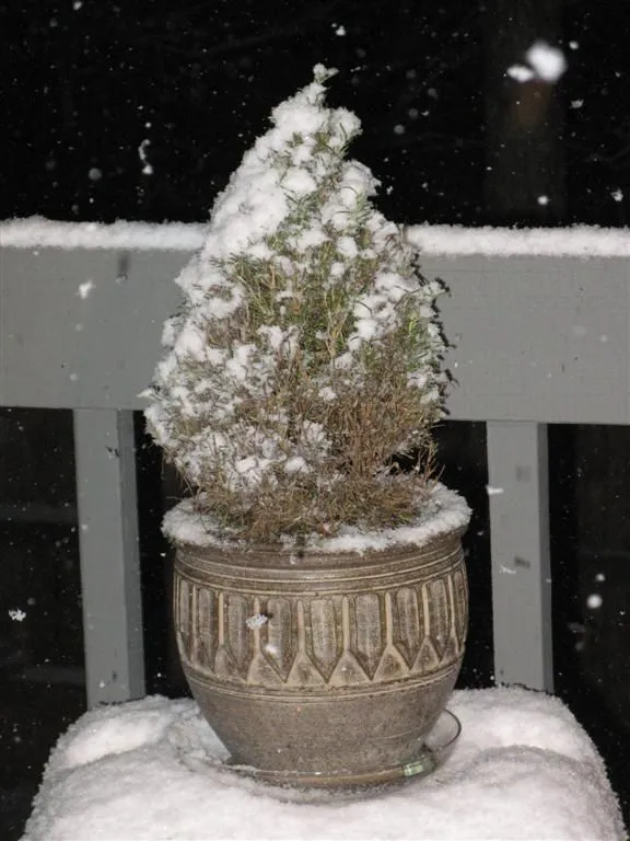 IMG_8936 (Large).webp