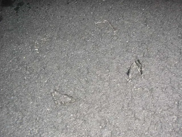 JackStands in Road.webp