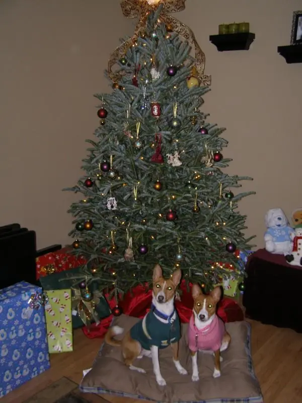 kenjisavannachristmas07.webp