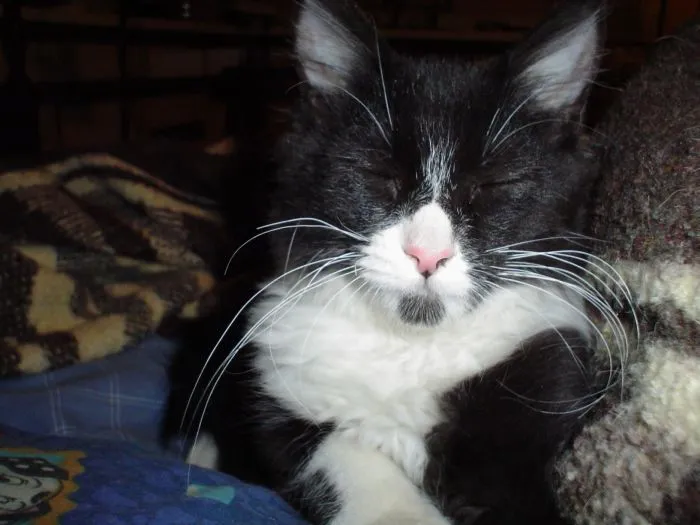 kitten - blink.webp