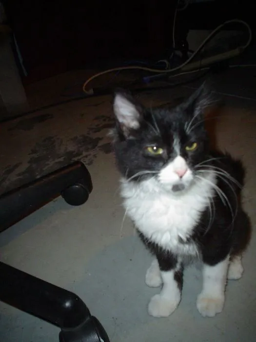 kitten - ey.webp