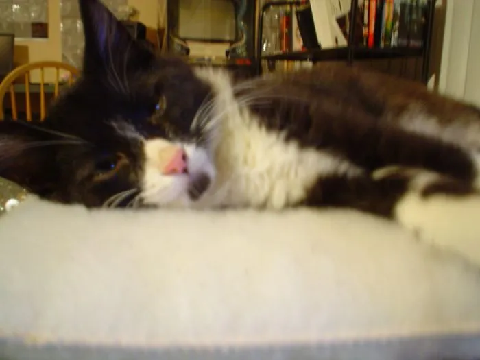 kitten - tired.webp