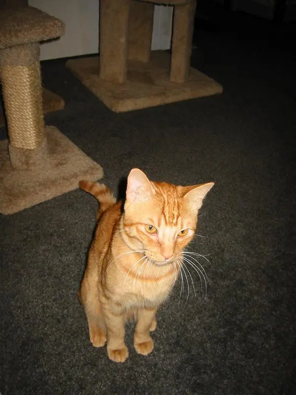 louie.webp