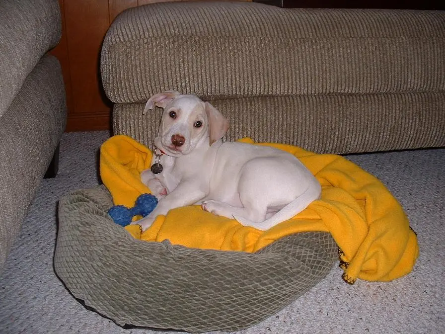 Lucy1.webp