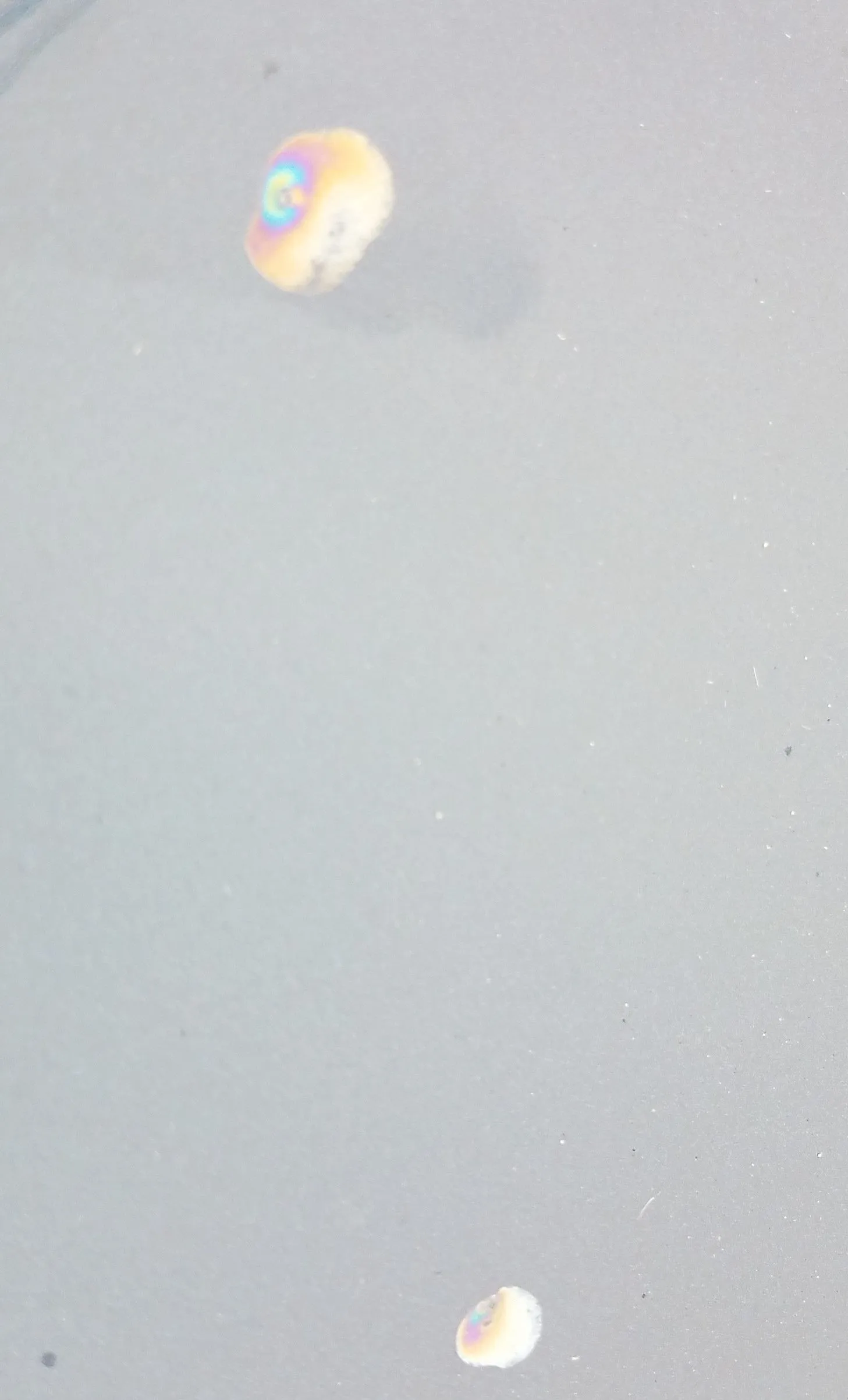 mazda hood 102619.jpg