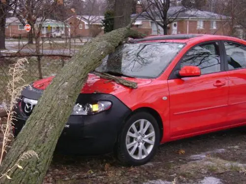 Mazda3TreeDamage1.jpg