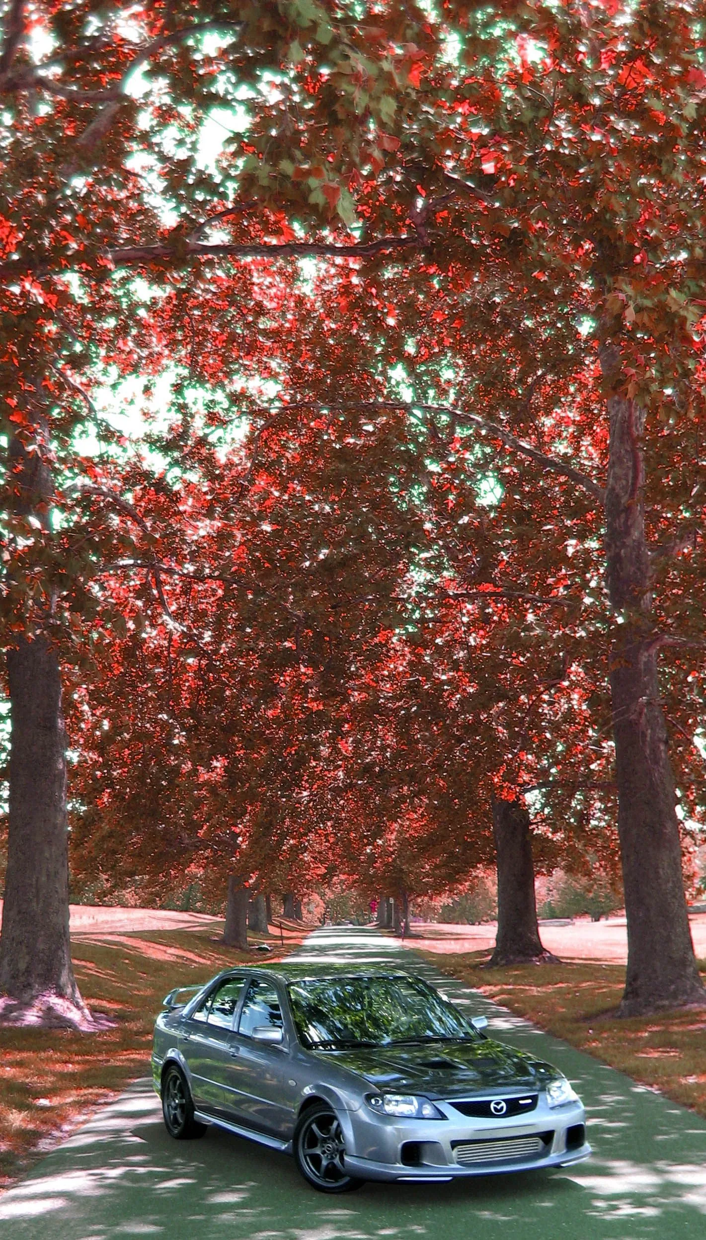 MspRedLeaves.webp