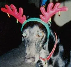 Pharaoh Reindeer 2.webp