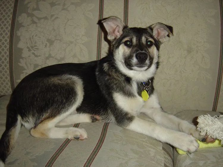 Pup1.webp
