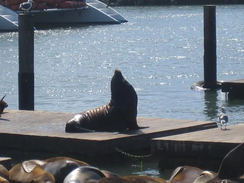 San Fran 6.webp