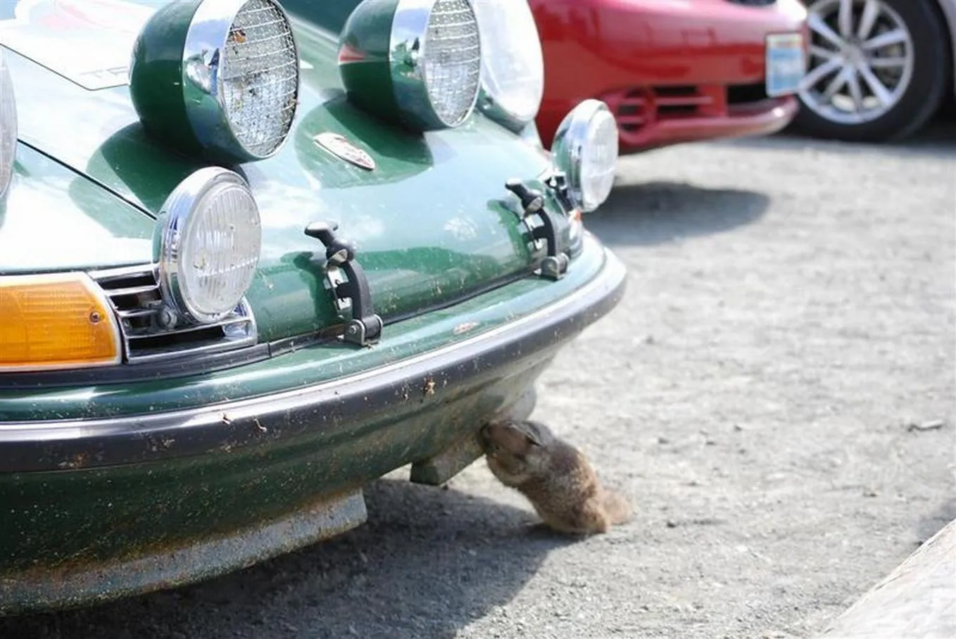 squirrel eating bugs off 911 bumper at Cambria.jpg