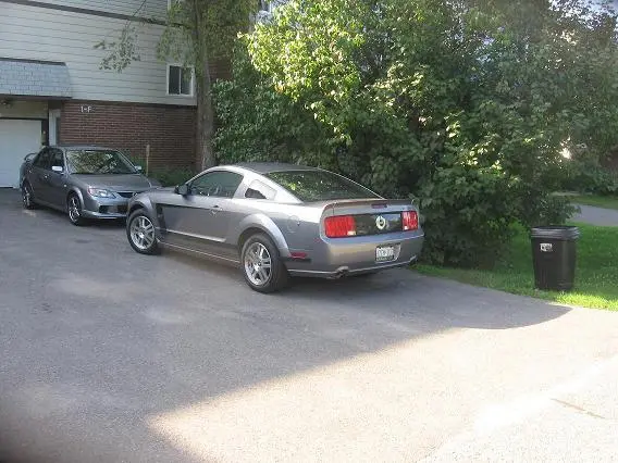 stang.webp