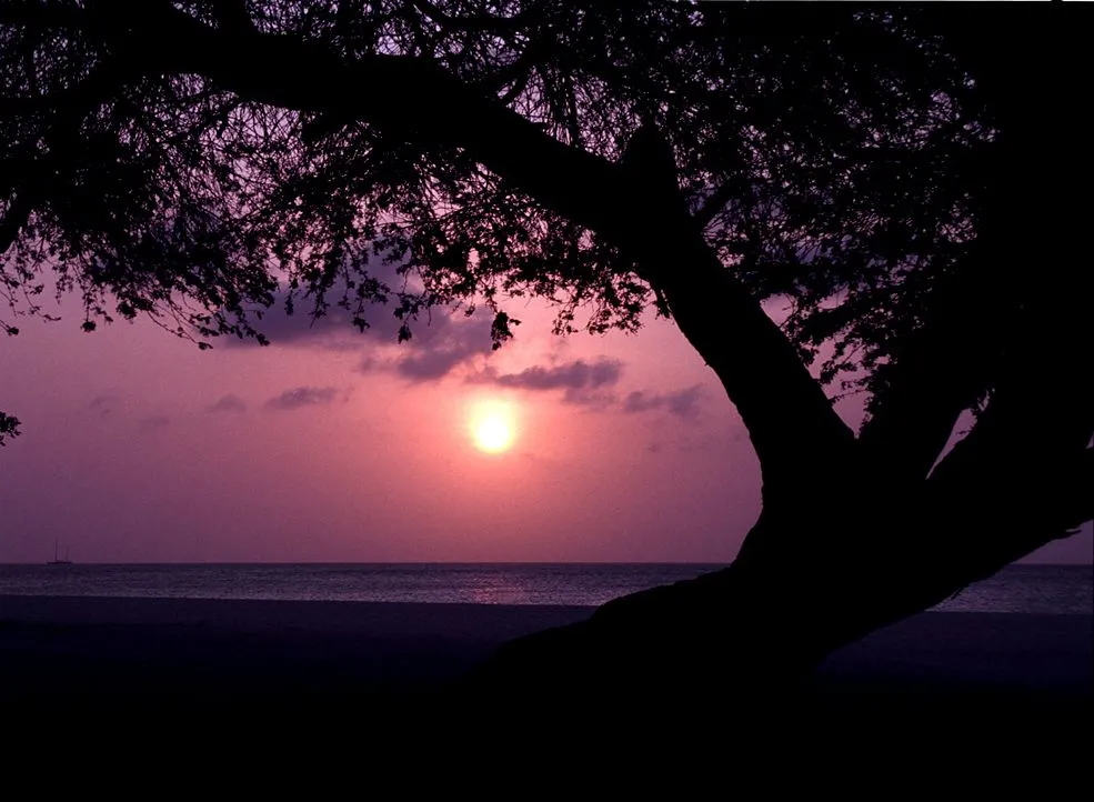 sunsettreearuba1.webp