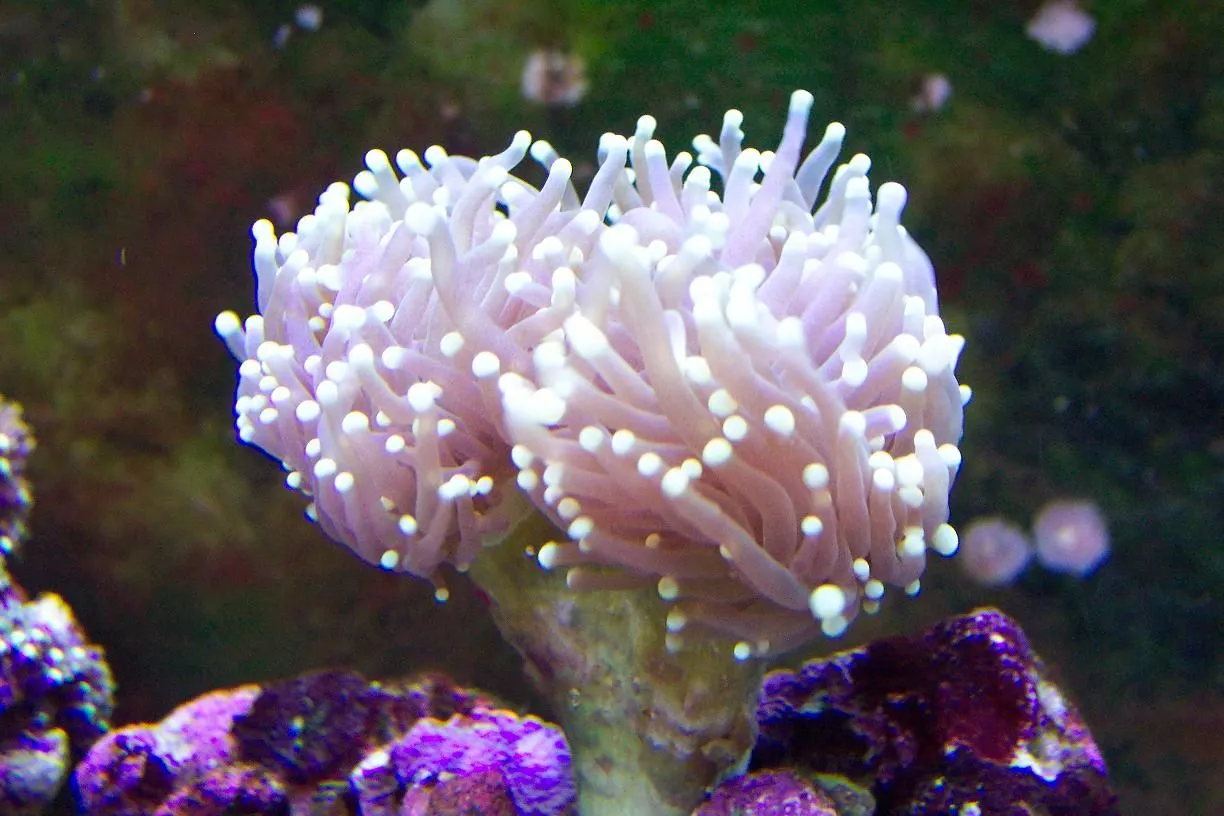 Torch coral.webp