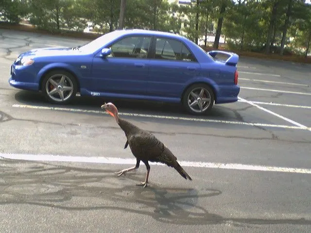 TURKEY.webp