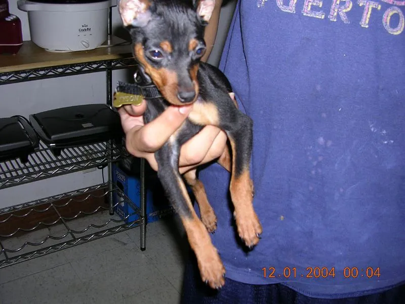 Tyson2.webp