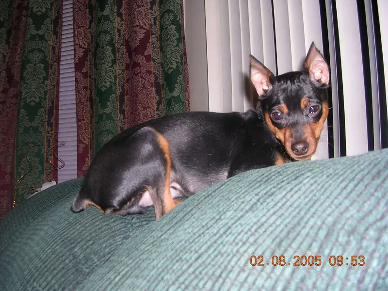 Tyson3.webp